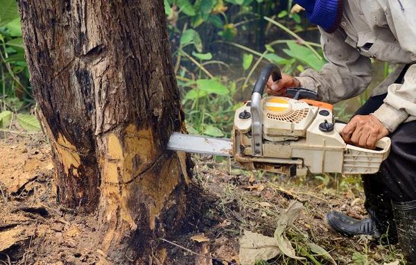 Complete Tree Removal in Adrian, Michigan with Cleanup Included