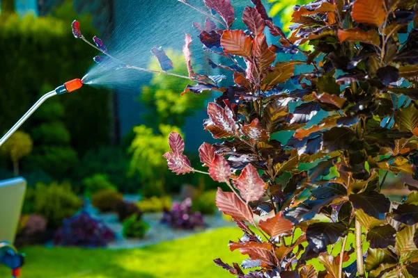 Trusted Mosquito Control Service Buford for Outdoor Comfort