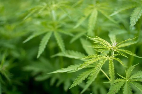 Essential Tips for Comparing Hemp Products Online